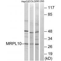 MRPL1