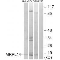 MRPL14