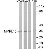 MRPL15