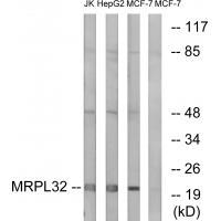 MRPL32