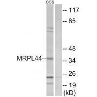 MRPL44