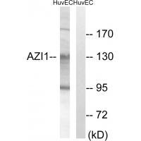 AZI1