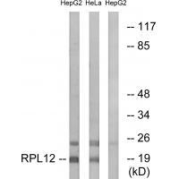 RPL12
