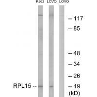 RPL15