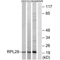 RPL28