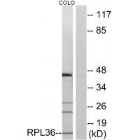 RPL36