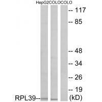RPL39