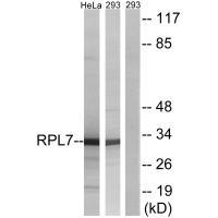 RPL5