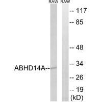 ABHD14A