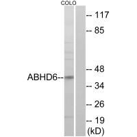 ABHD6