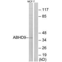 ABHD9