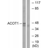ACOT1