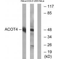 ACOT4