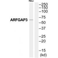 ARFGAP3