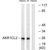 AKR1CL2