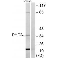 PHCA