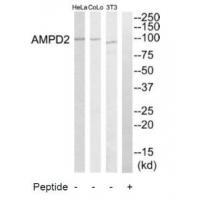 AMPD2