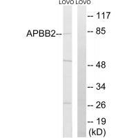 APBB2