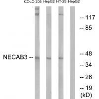 NECAB3