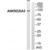 ANKRD20A3
