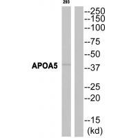 APOA5