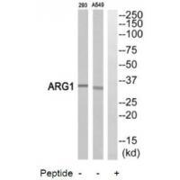 ARG1