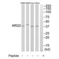 ARG2