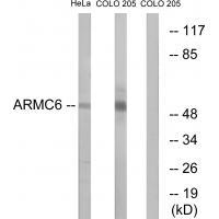 ARMC6