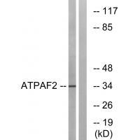 ATPAF2