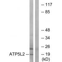 ATP5L2