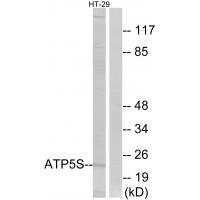 ATP5S