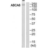 ABCA6