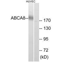 ABCA8