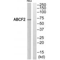 ABCF2