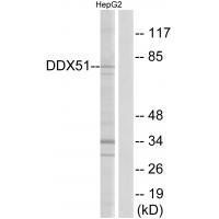 DDX51