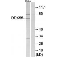 DDX55