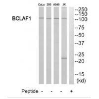 BCLAF1