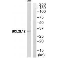 BCL2L12