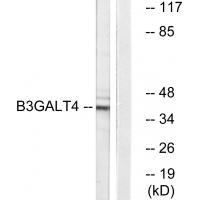 B3GALT4