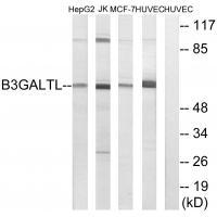 B3GALTL