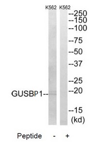 GUSBP1