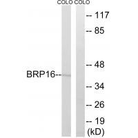 BRP16