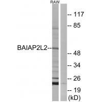BAIAP2L2