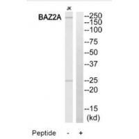 BAZ2A
