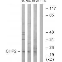 CHP2