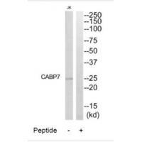 CABP7
