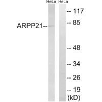 ARPP21