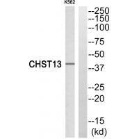 CHST13
