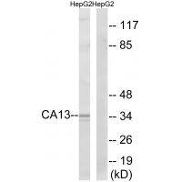 CA13