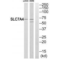 SLC7A4